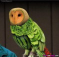/album/fotogalerie-jidlo-a-piti/beautiful-owl-of-vegetables-jpg/
